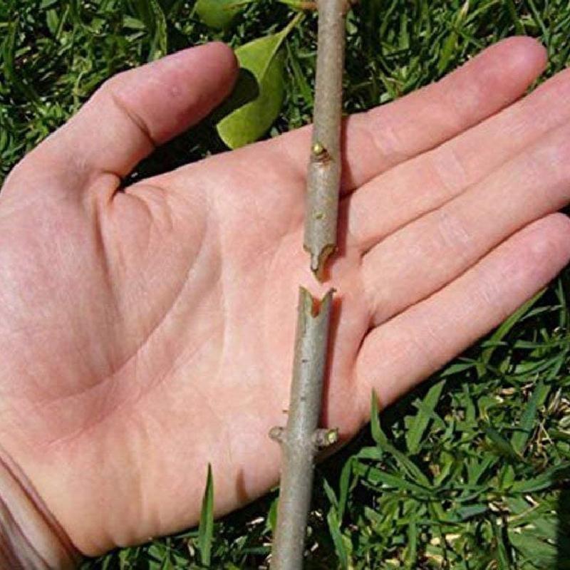 Grafting Scissors – Professional Pruning Tool